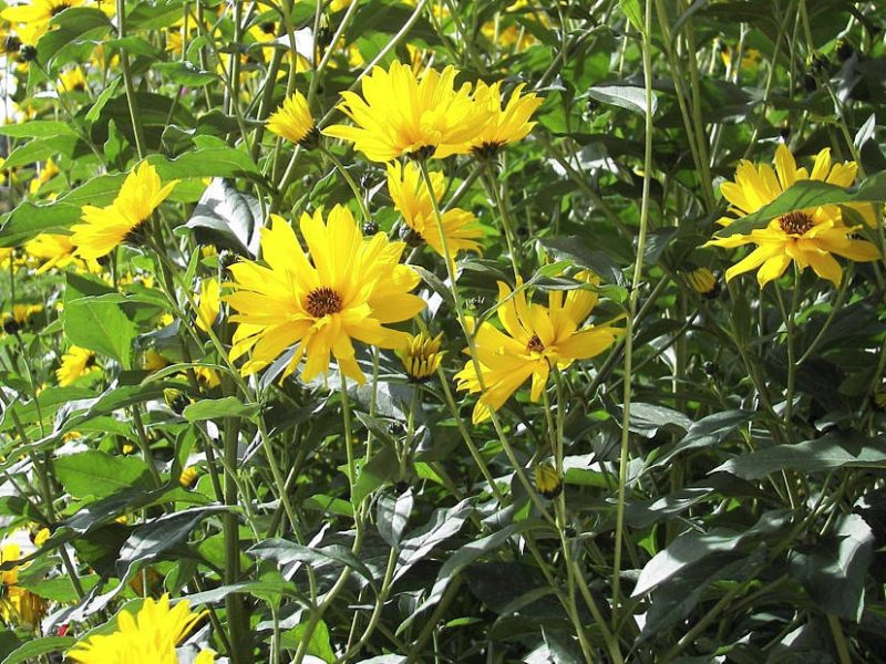 Waldsonnenblume, Helianthus atrorubens Monarch