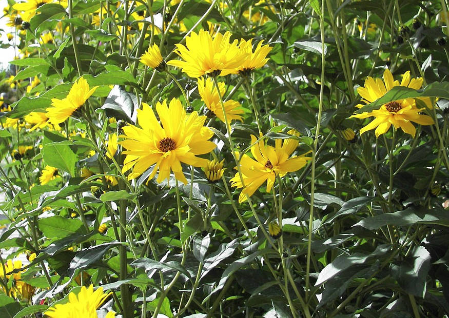 Waldsonnenblume, Helianthus atrorubens Monarch