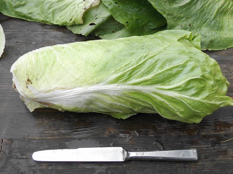 Zichorie Zuckerhut geernteter Herbstsalat