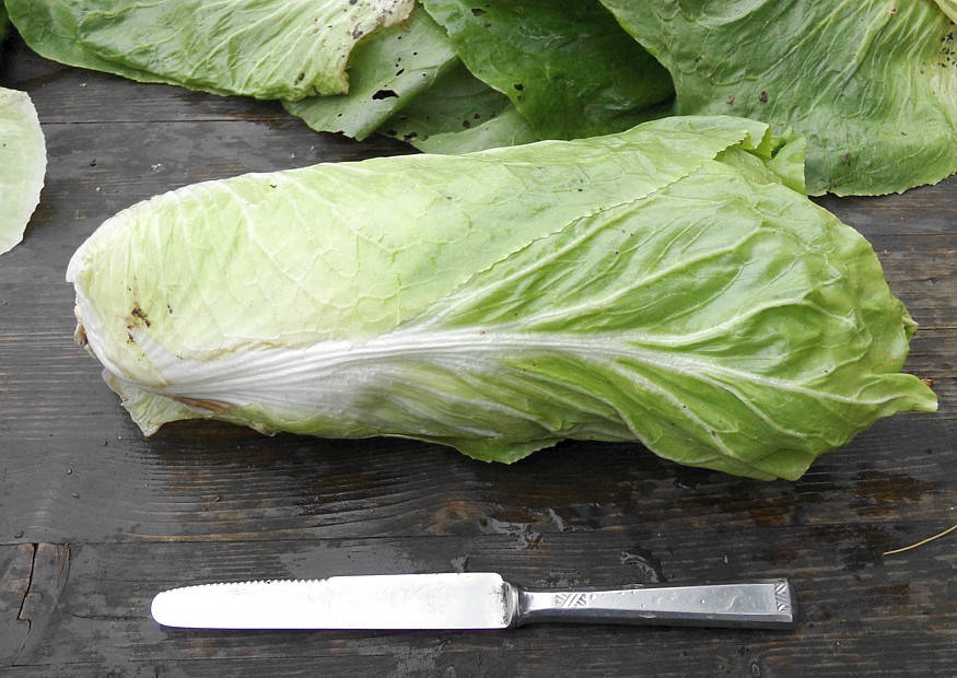 Zichorie Zuckerhut geernteter Herbstsalat