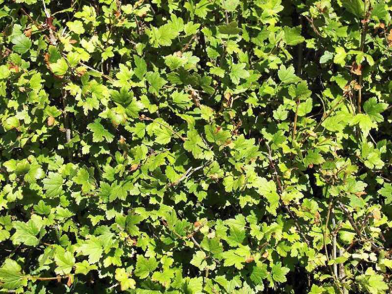 Hecke aus Alpenjohannisbeere