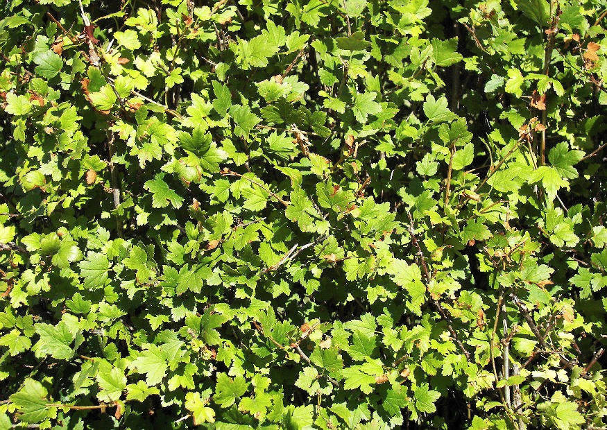 Hecke aus Alpenjohannisbeere