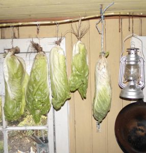 Zucherhut-Salat hängend im Gartenhaus eingelagert