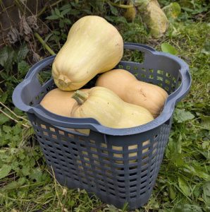 Butternut-Kürbis im Erntekorb