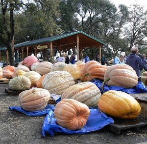 Giant Pumpkin Festival 2007