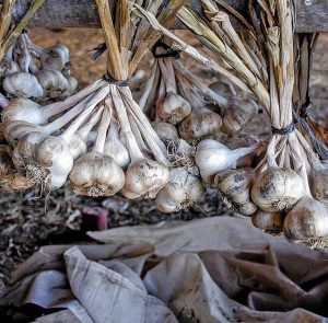 ausgestellte Knoblauchzwiebeln