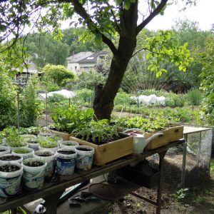 Jungpflanzen-Anzucht in Kästen
