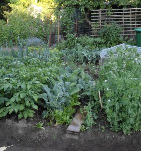 Dichtpflanzung in meinem Garten
