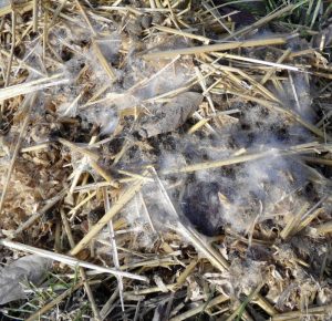 Bodenpilze und Mulch