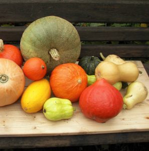 Hokkaido-Kürbis und andere Arten