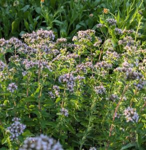 bühende Origanum-Staude