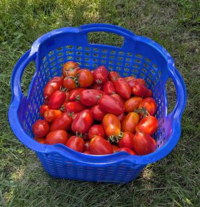 Korb voller San-Marzano Tomaten