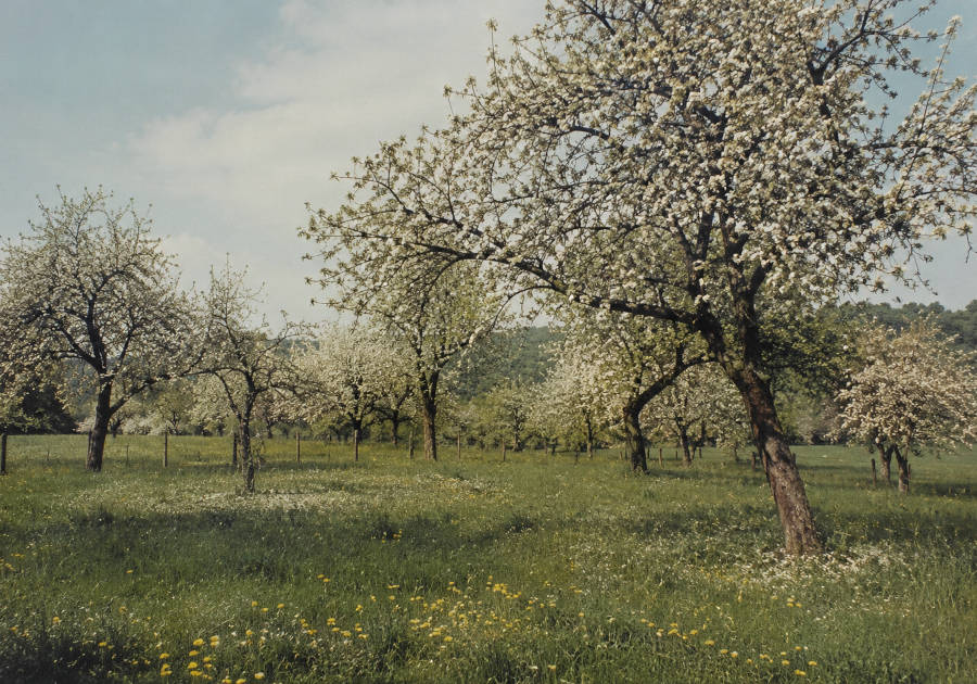 Streuobstwiese im Frühjahr