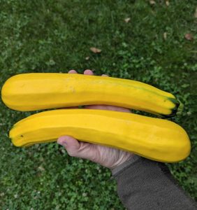 zwei handliche Zucchini