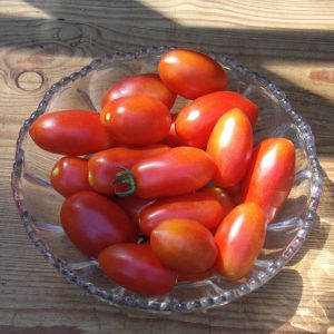 San Marzano Tomaten