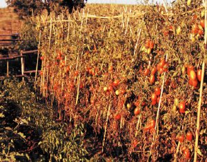  Fiaschello Tomaten