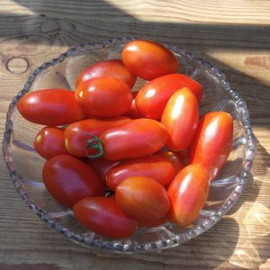 San Marzano Tomaten