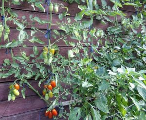 Tomaten-Spalier an der Gartenlaube