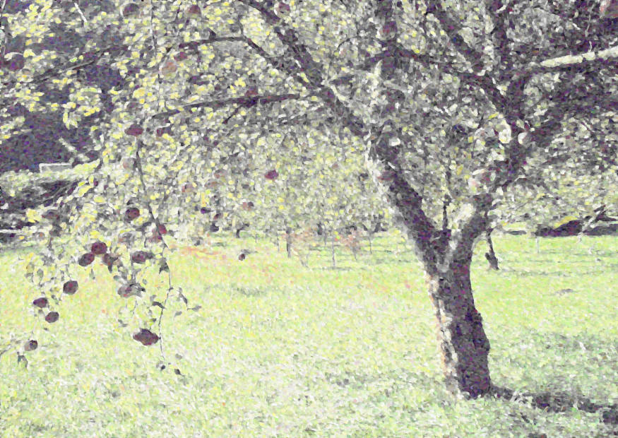 Kühler Mogennebel im Garten