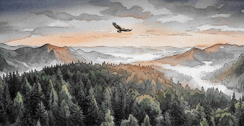 Wald aus der Vogelperspektive