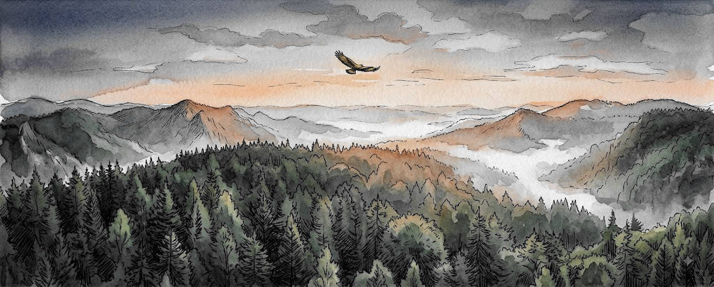 Wald aus der Vogelperspektive
