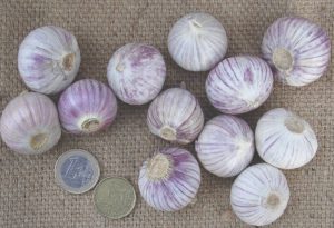 Soloknoblauch aus China und Euromünze
