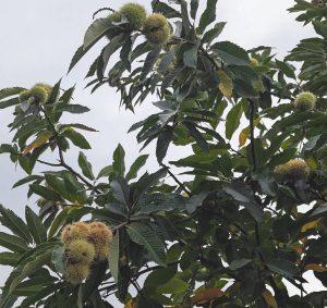 Esskastanien am Baum